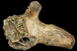 Pleistocene Aged Fossil Bison Skull Section with Horn - Kansas #150448-1